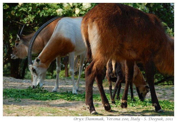 Oryx Dammah, Verona zoo, Italy - images by S. Deepak