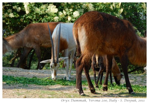 Oryx Dammah, Verona zoo, Italy - images by S. Deepak