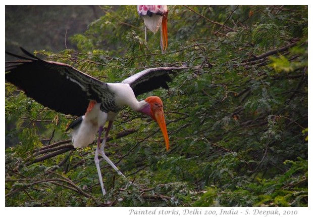 Painted storks, Delhi zoo India - images by S. Deepak