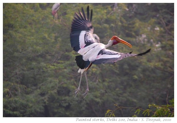 Painted storks, Delhi zoo India - images by S. Deepak