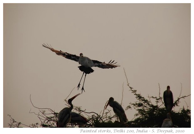 Painted storks, Delhi zoo India - images by S. Deepak