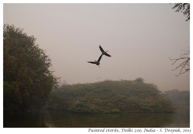 Painted storks, Delhi zoo, India - S. Deepak, 2011