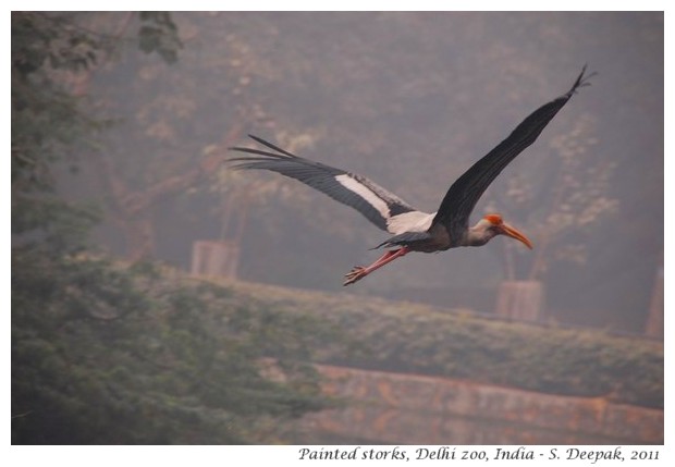 Painted storks, Delhi zoo, India - S. Deepak, 2011