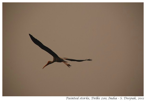 Painted storks, Delhi zoo, India - S. Deepak, 2011