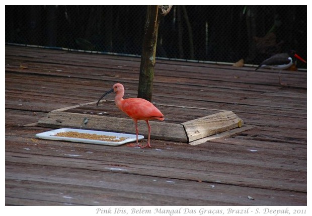 Pink ibis, Belem Para, Brazil - S. Deepak, 2011