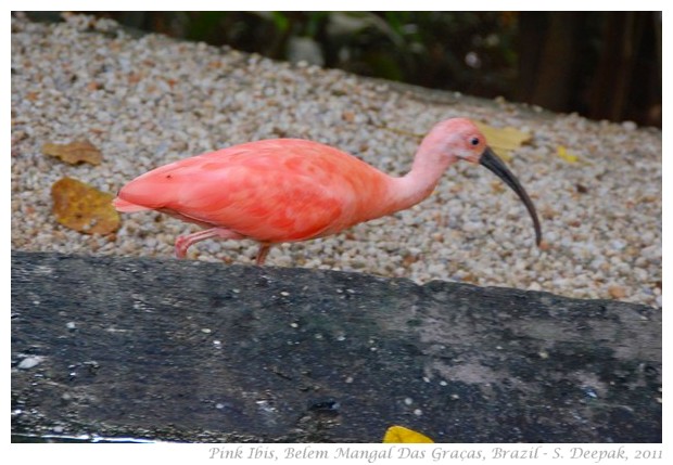 Pink ibis, Belem Para, Brazil - S. Deepak, 2011