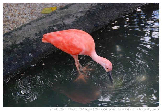 Pink ibis, Belem Para, Brazil - S. Deepak, 2011