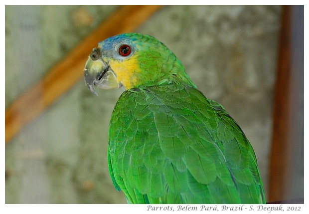 Parrots in Parà state, Brazil - S. Deepak, 2012