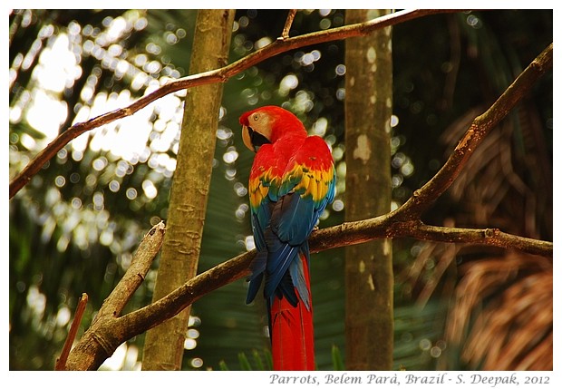 Parrots in Parà state, Brazil - S. Deepak, 2012