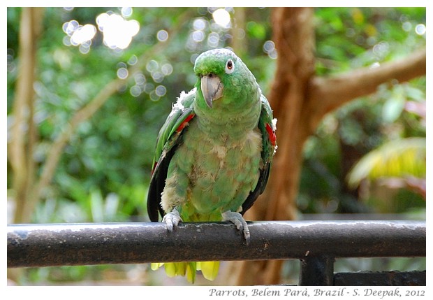 Parrots in Parà state, Brazil - S. Deepak, 2012