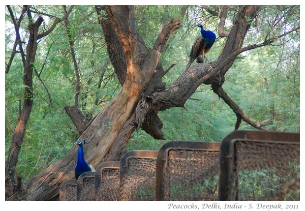 Peacocks, Delhi, India - images by S. Deepak, 2010