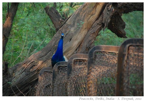 Peacocks, Delhi, India - images by S. Deepak, 2010