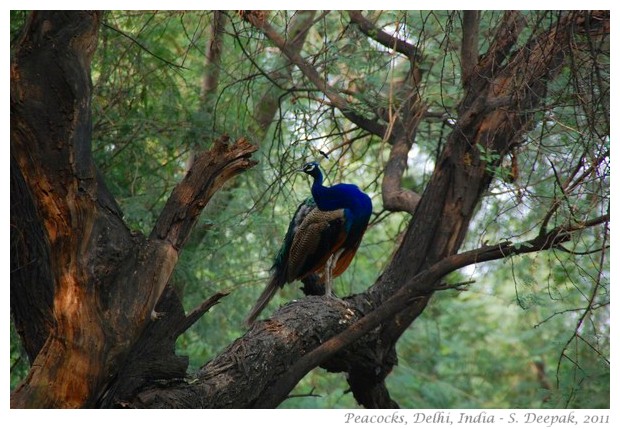 Peacocks, Delhi, India - images by S. Deepak, 2010