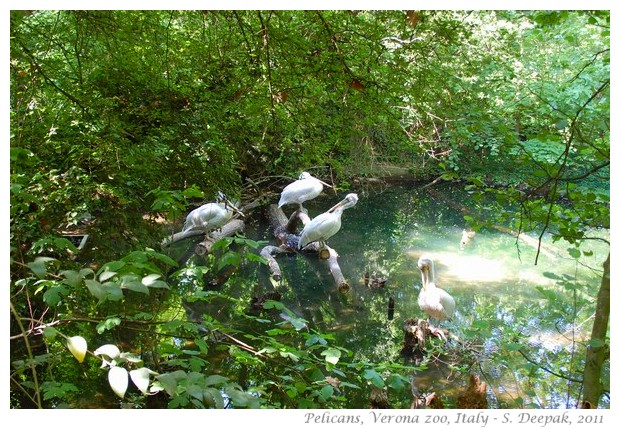 Pelicans, Verona zoo Italy - images by S. Deepak