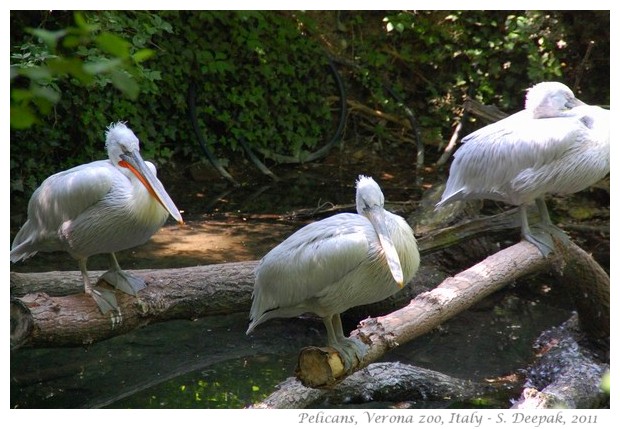 Pelicans, Verona zoo Italy - images by S. Deepak