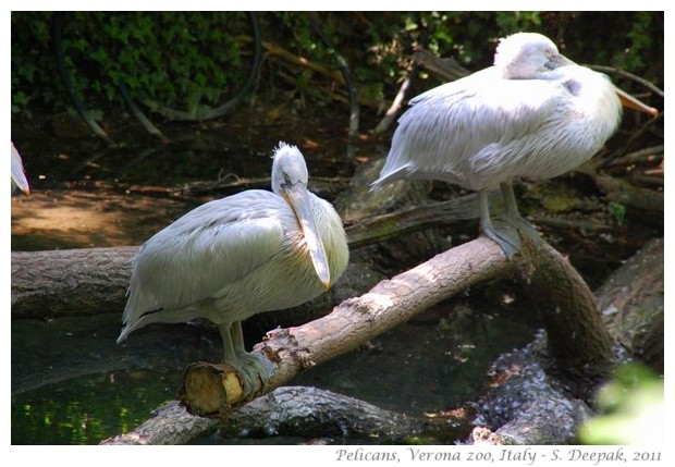 Pelicans, Verona zoo Italy - images by S. Deepak