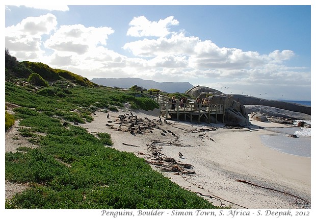 Penguins, Boulder, South Africa - S. Deepak, 2012