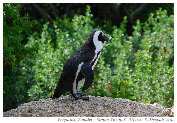 Penguins, Boulder, South Africa - S. Deepak, 2012