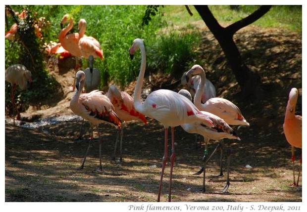 Pink flamingo, Verona zoo, Italy - images by S. Deepak, 2011