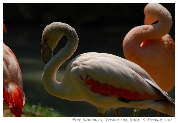 Pink flamingo, Verona zoo, Italy - images by S. Deepak, 2011