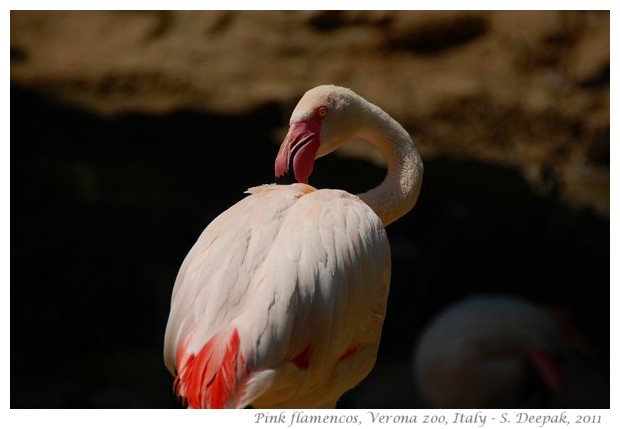Pink flamingo, Verona zoo, Italy - images by S. Deepak, 2011