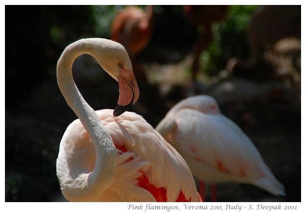 Pink flamingos, Verona zoo, Italy - images by S. Deepak, 2011