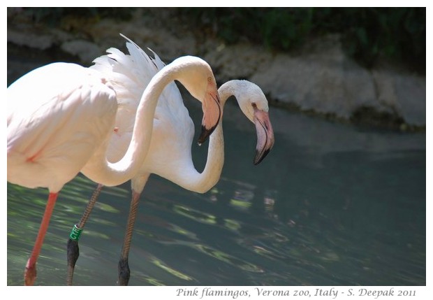 Pink flamingos, Verona zoo, Italy - images by S. Deepak, 2011