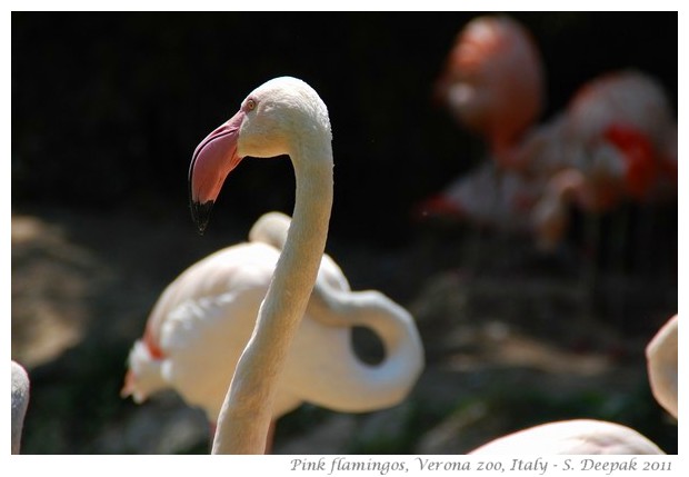 Pink flamingos, Verona zoo, Italy - images by S. Deepak, 2011