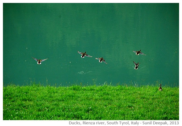 Ducks in Rienza river, South Tyrol, Italy - images by Sunil Deepak, 2013