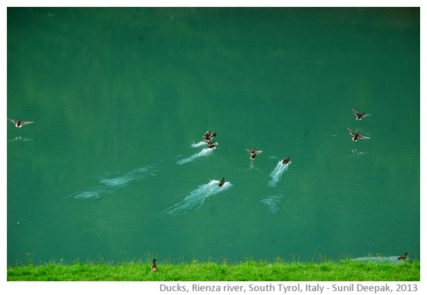 Ducks in Rienza river, South Tyrol, Italy - images by Sunil Deepak, 2013