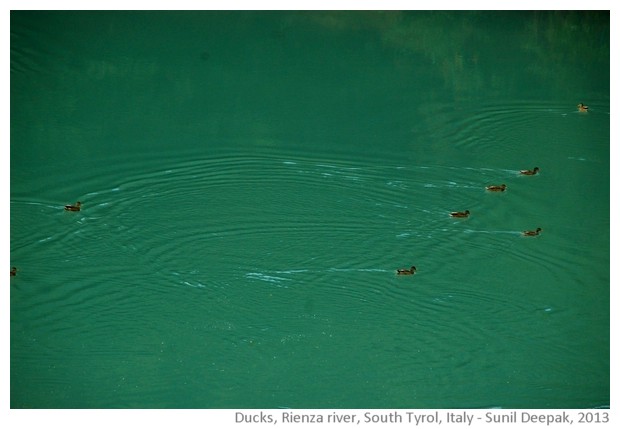 Ducks in Rienza river, South Tyrol, Italy - images by Sunil Deepak, 2013