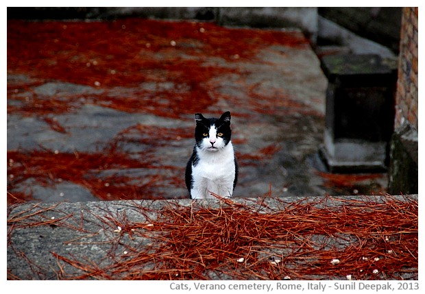 Cats, Verano cemetery, Rome, Italy - images by Sunil Deepak, 2013