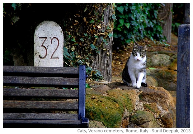 Cats, Verano cemetery, Rome, Italy - images by Sunil Deepak, 2013