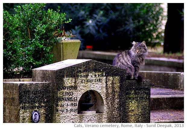 Cats, Verano cemetery, Rome, Italy - images by Sunil Deepak, 2013