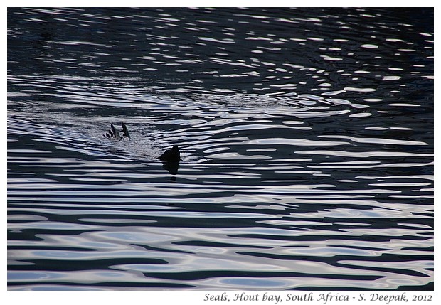 Fur seals, Hout Bay, South Africa - S. Deepak, 2012