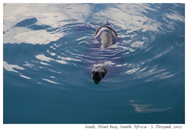 Fur seals, Hout Bay, South Africa - S. Deepak, 2012