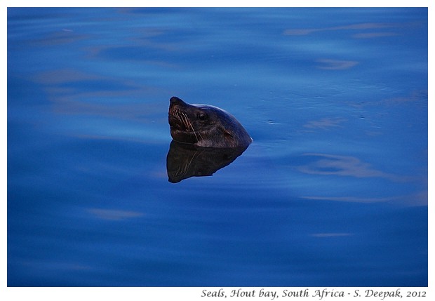 Fur seals, Hout Bay, South Africa - S. Deepak, 2012