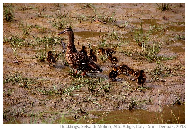 Ducklings, Selva di Molino, Alto Adige, Italy - images by Sunil Deepak, 2013