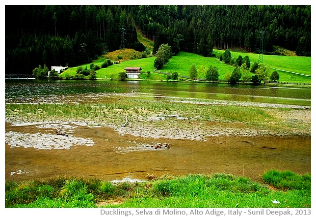 Ducklings, Selva di Molino, Alto Adige, Italy - images by Sunil Deepak, 2013