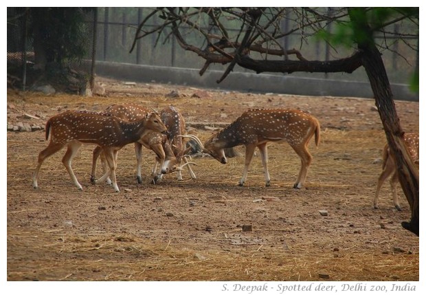 Spotted deer in Delhi zoo, India