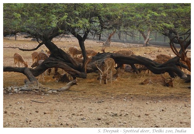 Spotted deer in Delhi zoo, India