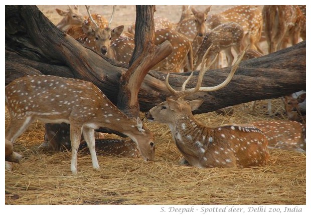 Spotted deer in Delhi zoo, India