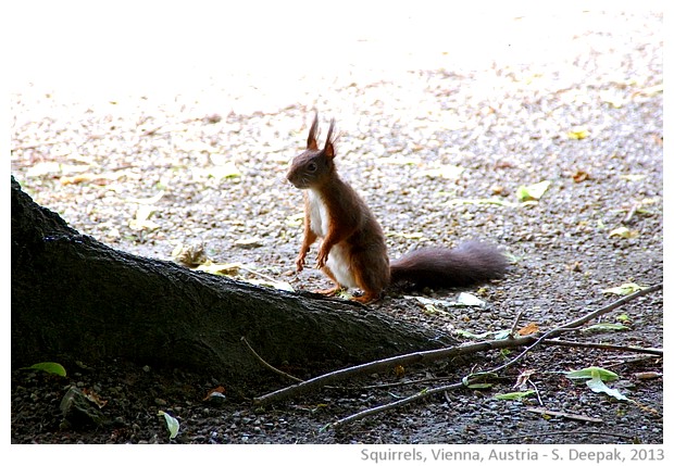 Squirrel, Schonenbrunen, Vienna, Austria - S. Deepak, 2013