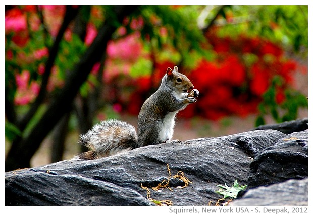 Squirrel, central park, New York, USA - S. Deepak, 2012