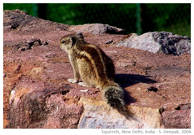 Squirrel, Qutab Minar, New Delhi, India - S. Deepak, 2006