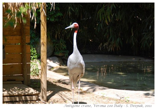 Antigone crane from India - Image by S. Deepak