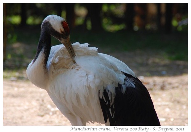 Manchurian crane from China - Image by S. Deepak