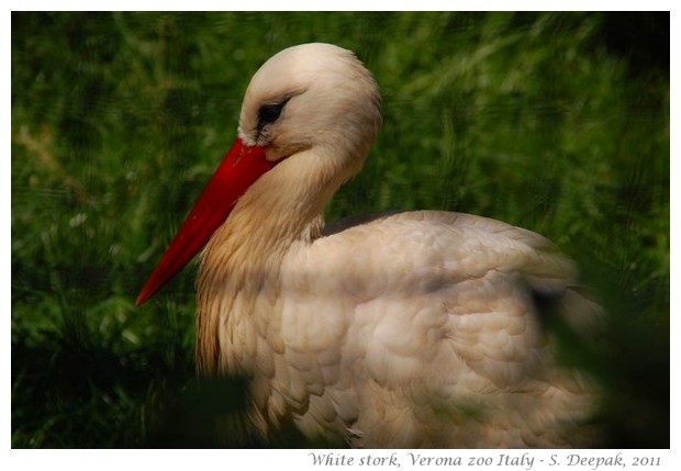 White stork from Italy - Image by S. Deepak