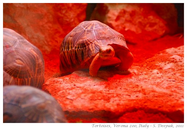 Tortoises, Verona zoo, Italy - images by S. Deepak