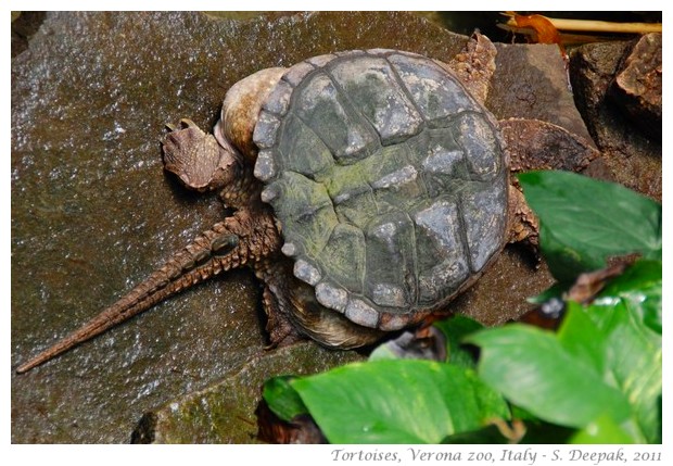 Tortoises, Verona zoo, Italy - images by S. Deepak